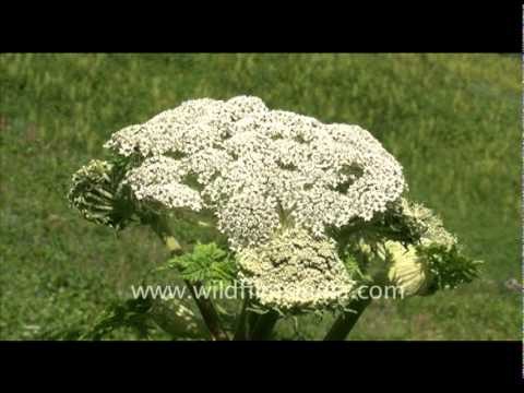 Caesium flowers and snow capped mountains in Valley of Flowers