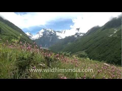 Bistorta, Valley of Flowers National Park