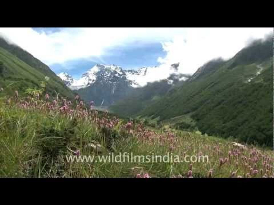 Bistorta, Valley of Flowers National Park