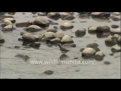 Birds of Corbett National Park : a compilation