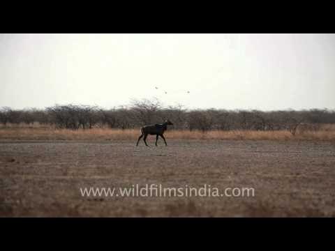 Nilgai in Velavadar Black Buck National Park, Gujarat