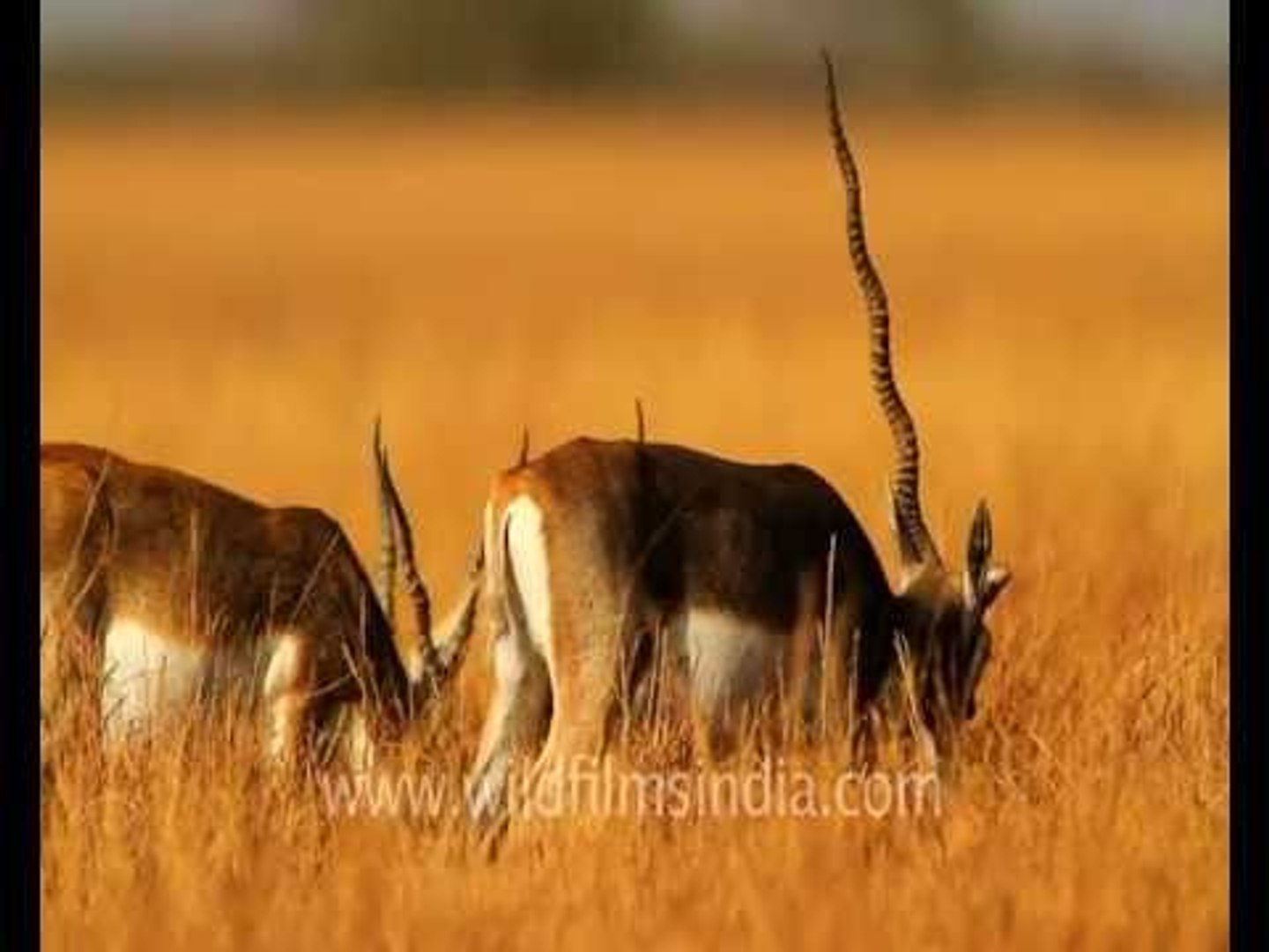 Blackbuck with broken horn!