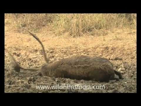 Sambhar deer bathing in wet mud!