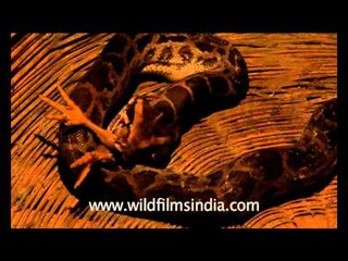 Snake eating chicken!