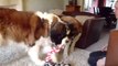 st bernard george and molly play fighting