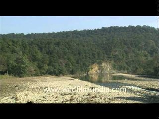 Jackal + excellent Corbett National Park forest habitat