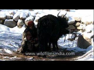 Man milking a Yak in Ladakh