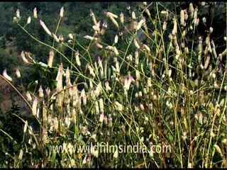 Flowers in Kumbhalgarh Forest