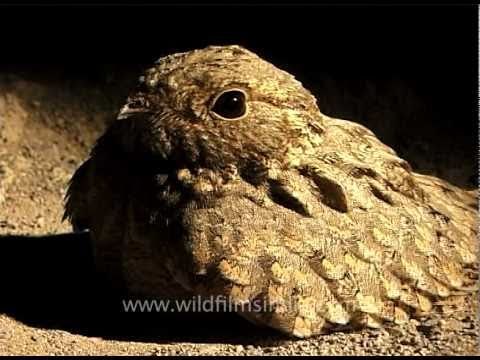 Cute Nightjar in Rajasthan desert