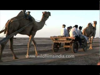 Camel Ride, Gujarat