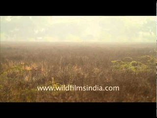 Bharatpur Bird Sanctuary