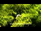 Flight of Painted Storks