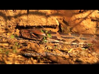 Pythons in Bharatpur National Park