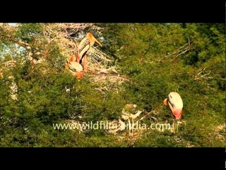Painted storks on a tree