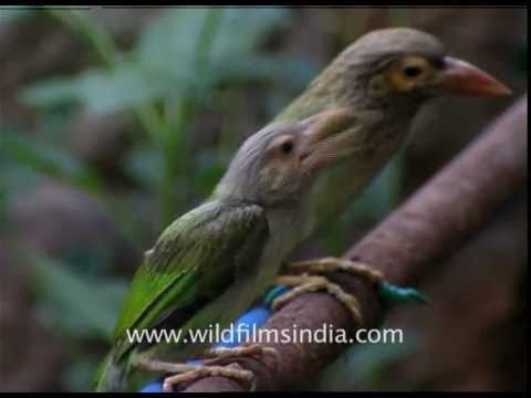 Large Green Barbets just out of the nest