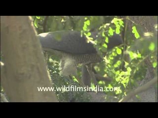 Shikra eating a pigeon