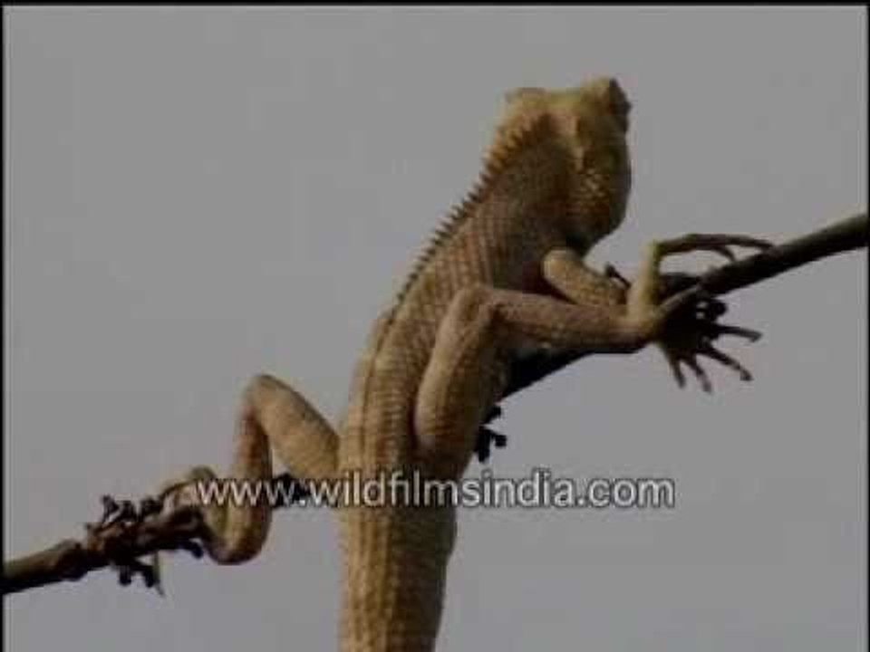Calotes (garden lizard)