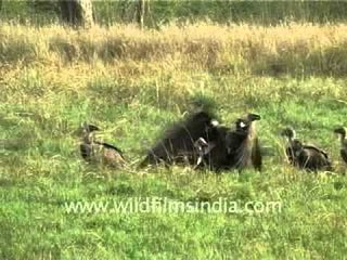 Vultures at Corbett National Park