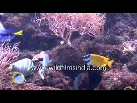 Colourful deep sea fishes in Singapore