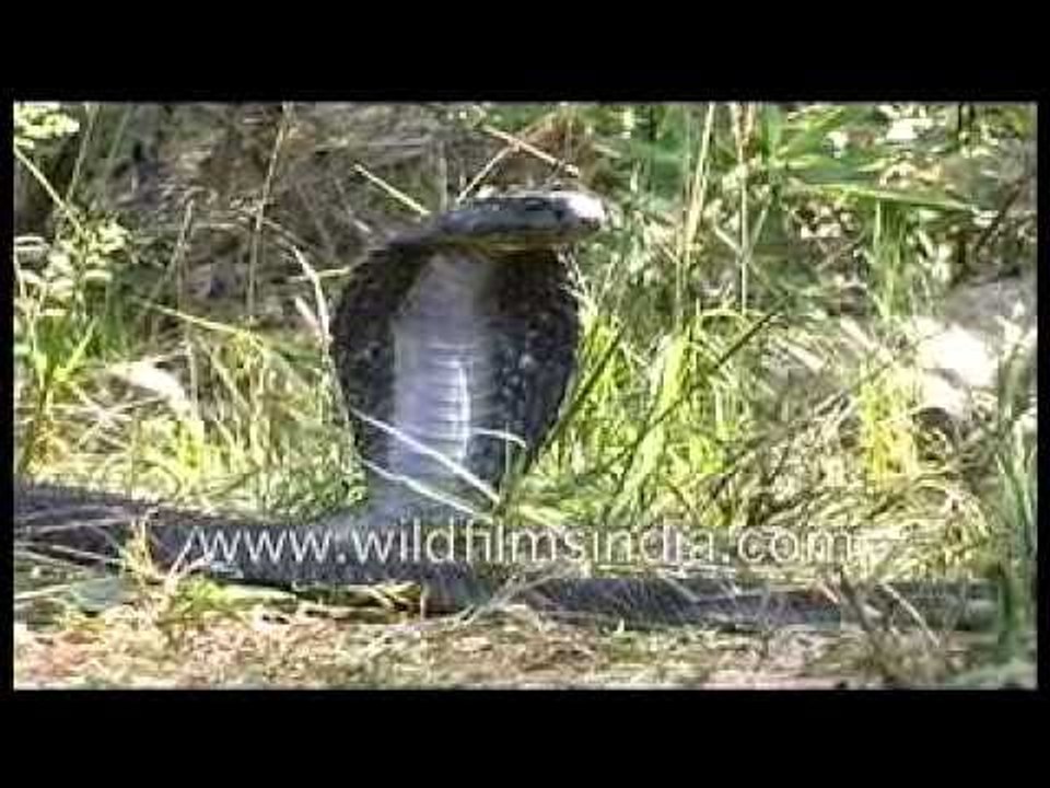 Giant Cobra in India