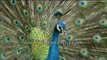 Peacock displaying its feathers