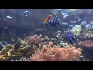 Fishes Under water