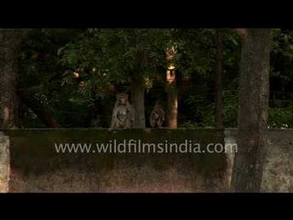 Macaques mating ?