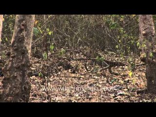 Leopard in Bandipur National park