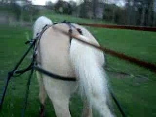 Attelage avec Nicolas