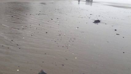 Sewage from Fort Stevens bubbling into the Columbia River