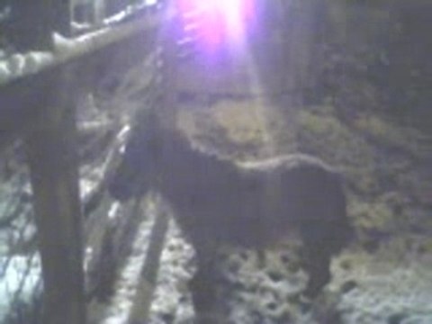 Sortie nocturne sous la neige