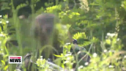 Increased number of suicides raises alarm about military culture