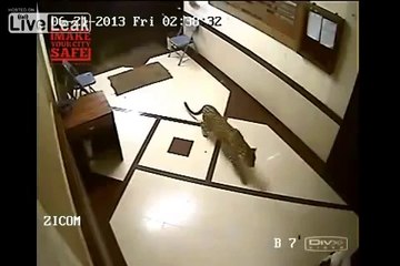 Eve giren Leopar Köpeğe Saldırdı