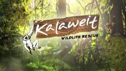 Promo Episode 1 "Kalaweit Wildlife Rescue