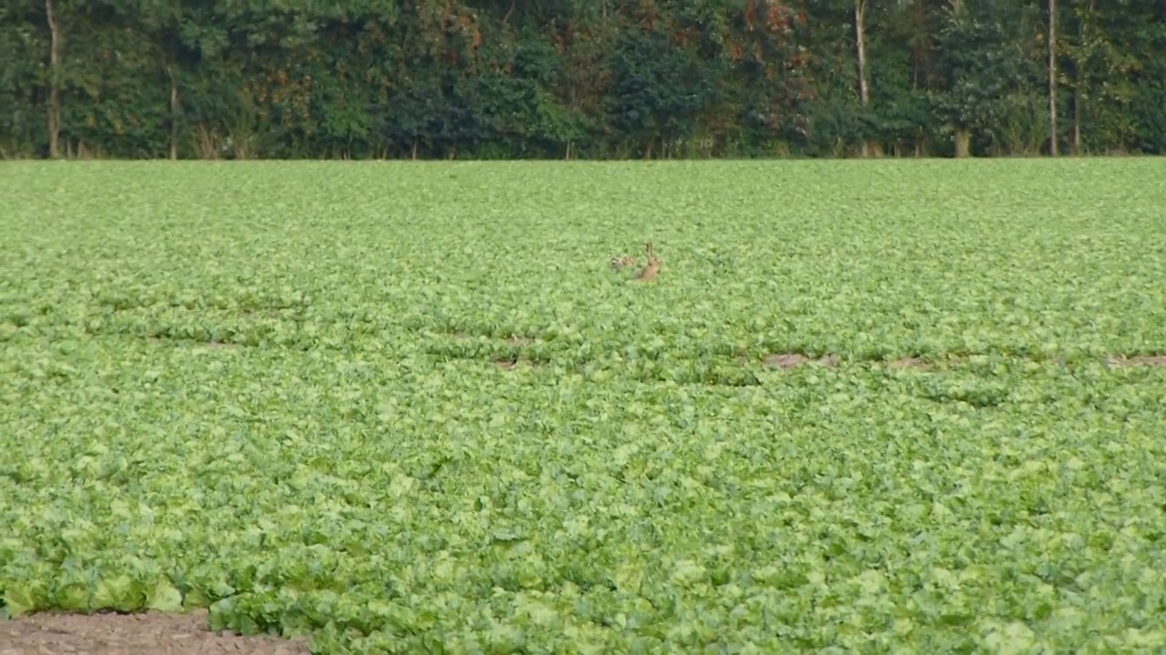 Lapin courant dans les salades en Basse-Saxe
