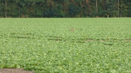 Lapin courant dans les salades en Basse-Saxe