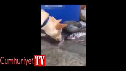 Dünya bu köpeğin yaptığını konuşuyor
