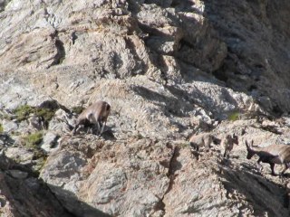 Bouquetins de la haute Ubaye 06.08.14
