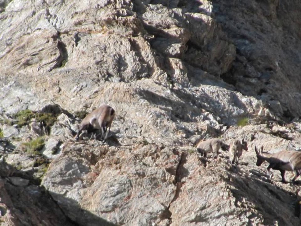 Bouquetins de la haute Ubaye 06.08.14