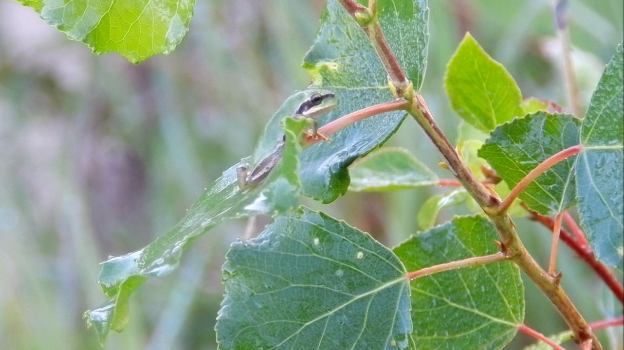 Rainette verte de Malras
