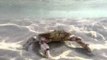 Crafty Crab Buries Itself in the Sand