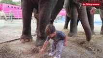 Châteaulin. Sacha, 2 ans s'occupe des éléphants