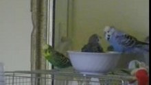 Parakeets bath