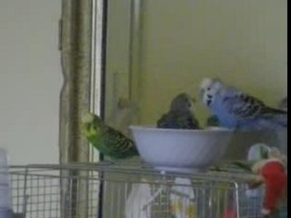Parakeets bath
