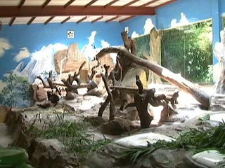 В Китае у панды родилась тройня, и впервые все выжили