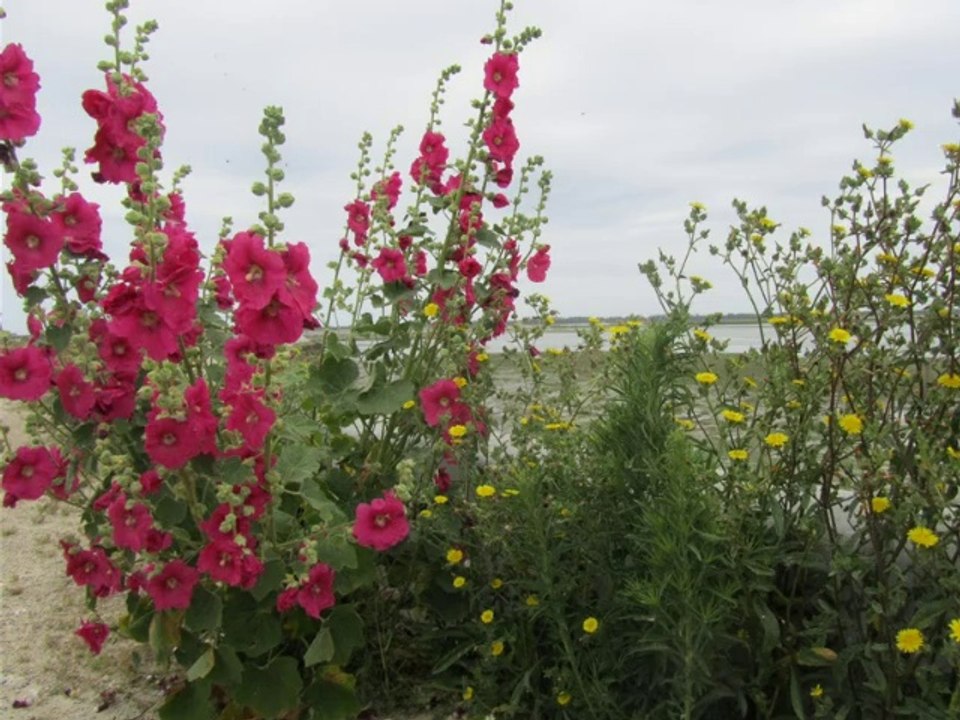 Un Vent Léger - Jean Marie Colin