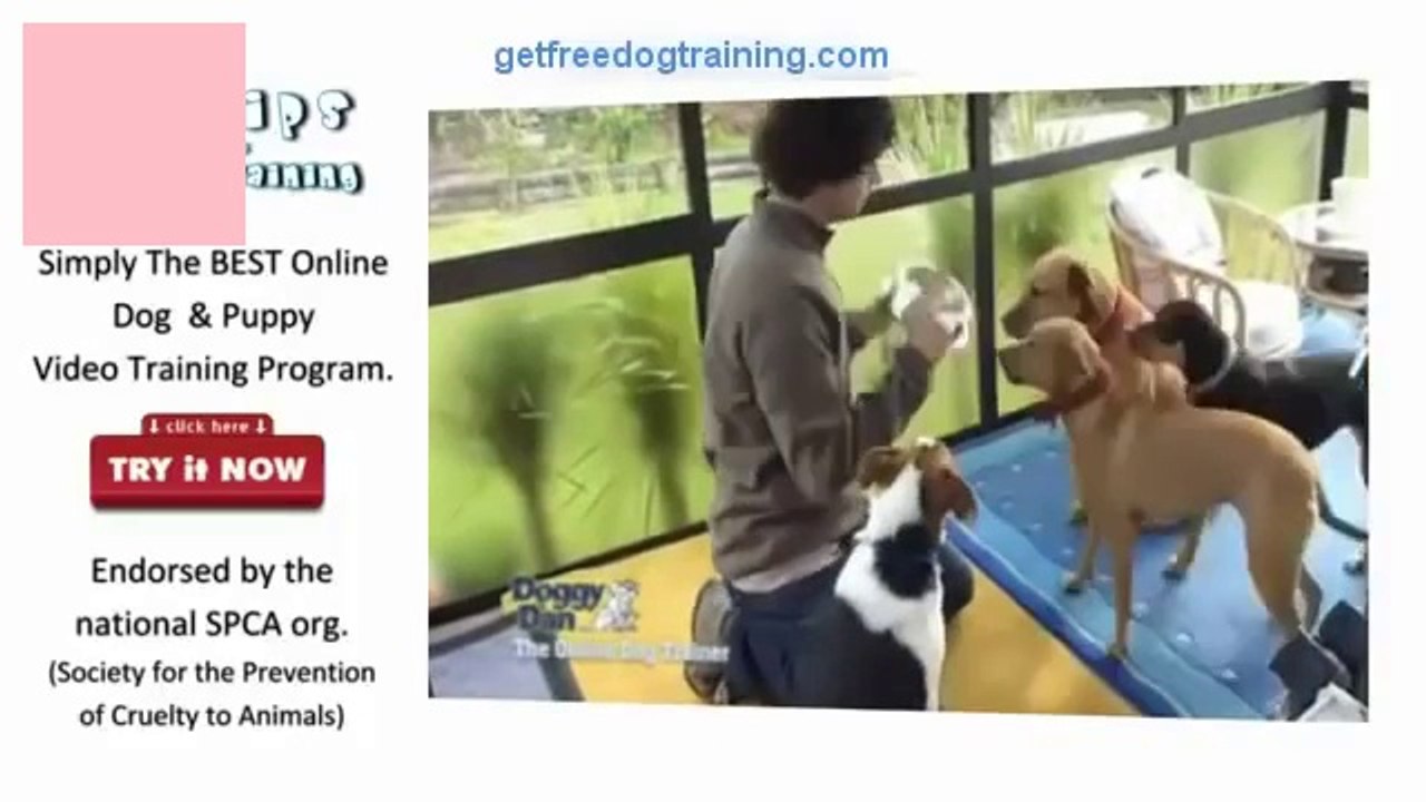 Doggy Dan's The Online Dog Trainer Review