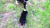 Des chats rencontrent des bébés chiens pour la première fois! Compilation d'animaux!