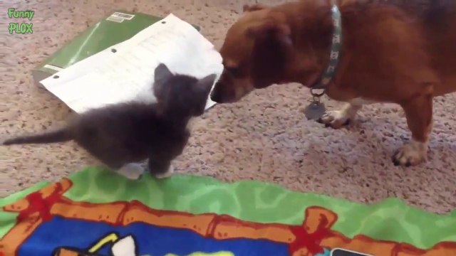 Quand des chiens rencontrent des chatons pour la première fois : Compilation 2014