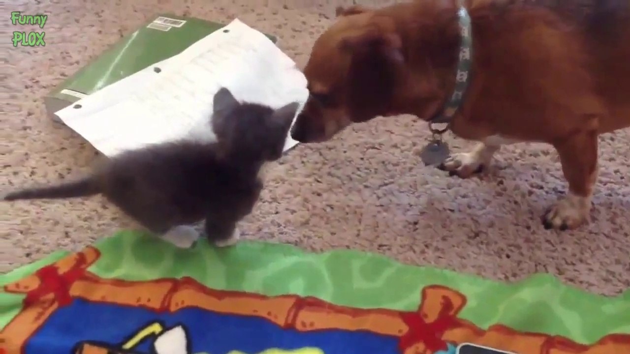 Quand des chiens rencontrent des chatons pour la première fois : Compilation 2014